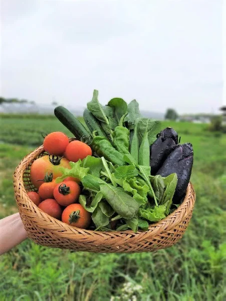 株主優待でお送りする有機野菜の写真